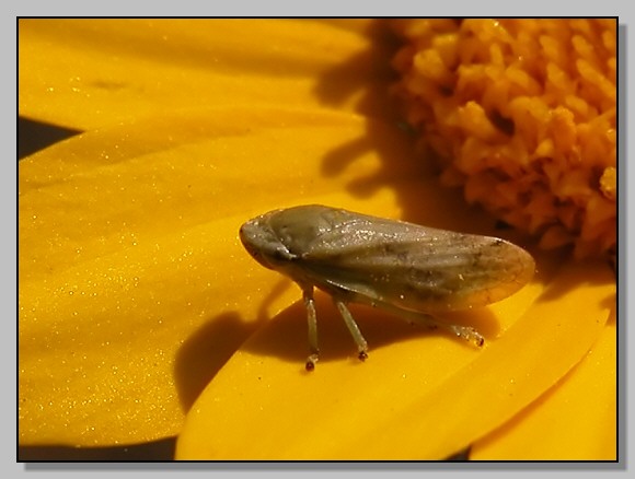 Closterotomus,  Agapanthia cardui, Syntomis phegea..