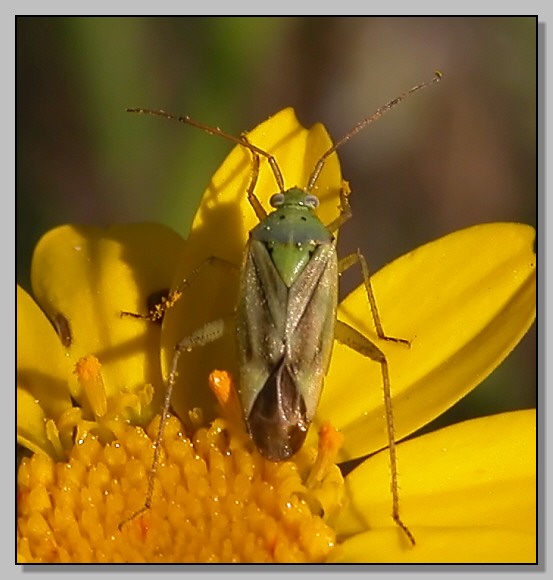 Closterotomus,  Agapanthia cardui, Syntomis phegea..