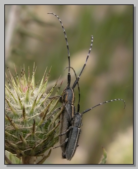 Closterotomus,  Agapanthia cardui, Syntomis phegea..