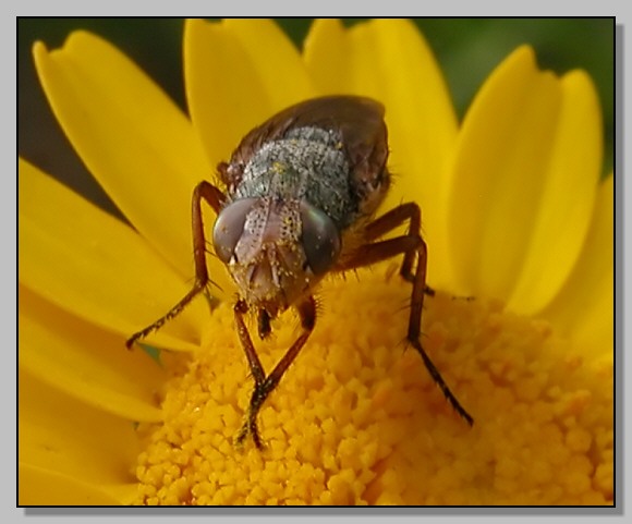 Melitaea didyma e Coriomeris denticulatus