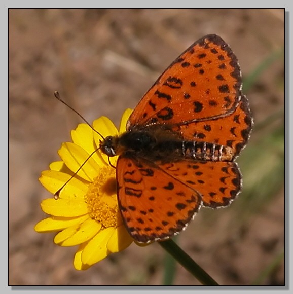 Melitaea didyma e Coriomeris denticulatus