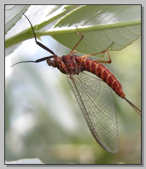 Melitaea didyma e Coriomeris denticulatus