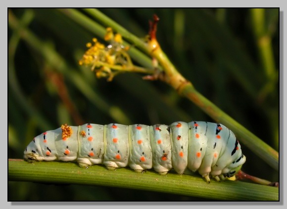 Bruco di Papilio machaon