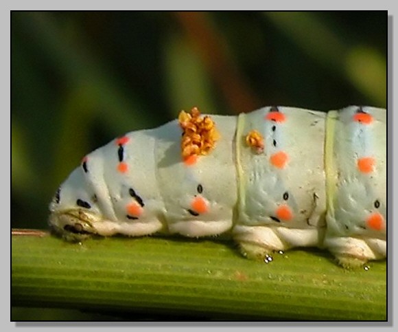 Bruco di Papilio machaon