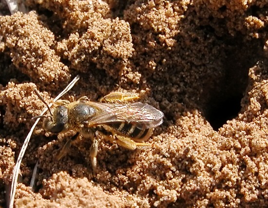 Panemeria tenebrata e Colletes sp.