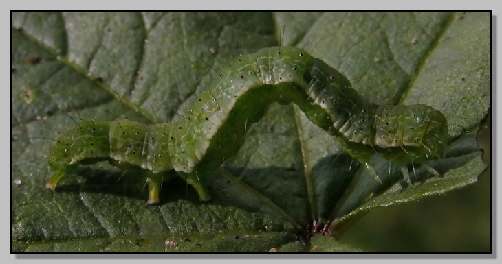 Furcula furcula, Catocala nymphagoga, Hyles euphorbiae