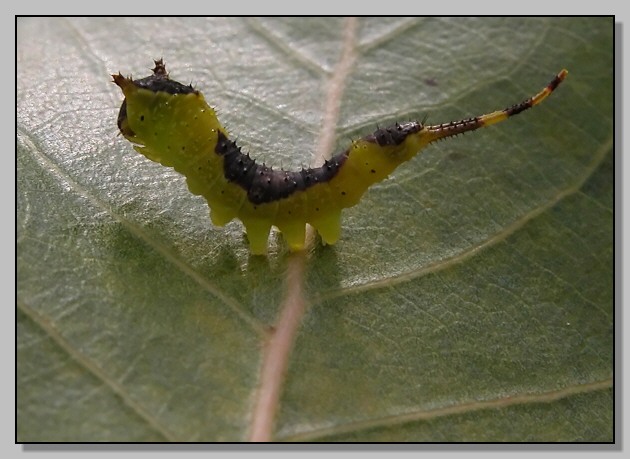 Furcula furcula, Catocala nymphagoga, Hyles euphorbiae