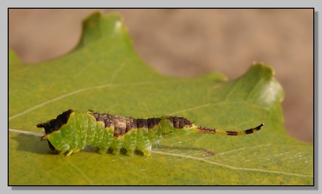 Furcula furcula, Catocala nymphagoga, Hyles euphorbiae