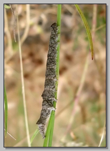 Furcula furcula, Catocala nymphagoga, Hyles euphorbiae