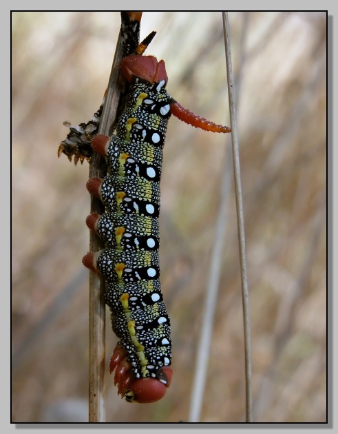 Furcula furcula, Catocala nymphagoga, Hyles euphorbiae