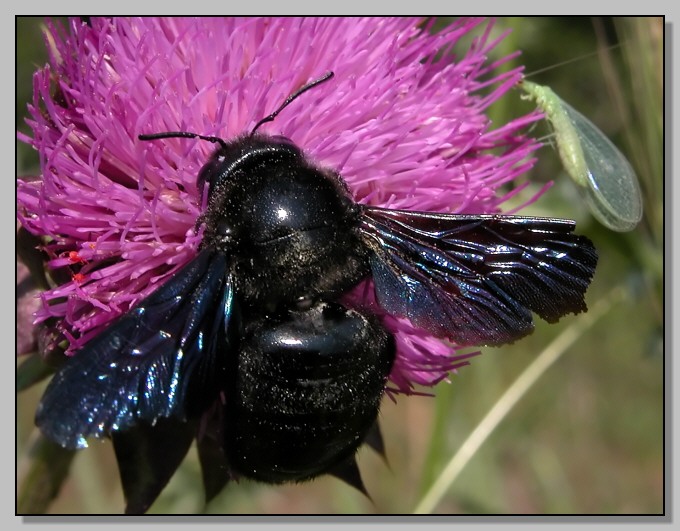 La bella  Xilocopa violacea