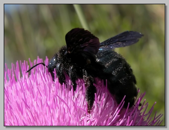 La bella  Xilocopa violacea