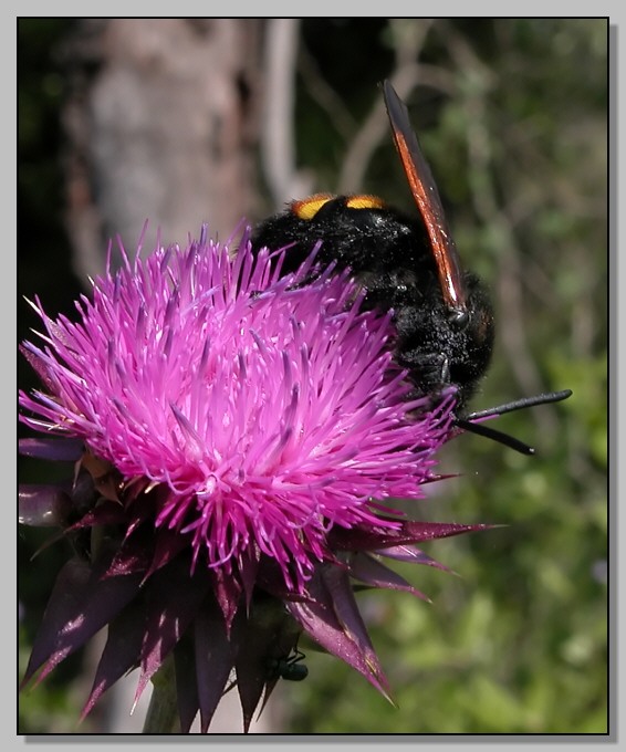 La bella  Xilocopa violacea