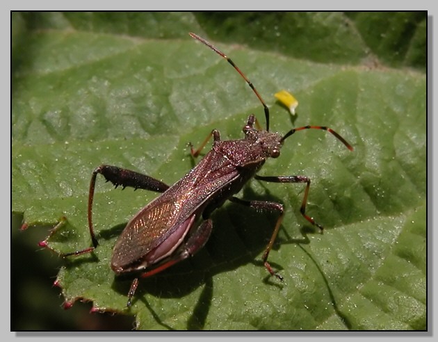 Sphaerophoria sp. Camptopus lateralis Centrocoris variegatus