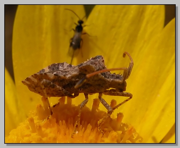 Sphaerophoria sp. Camptopus lateralis Centrocoris variegatus