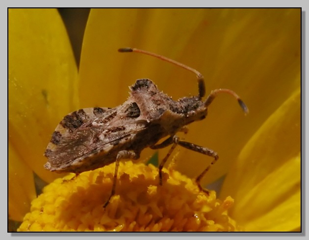 Sphaerophoria sp. Camptopus lateralis Centrocoris variegatus