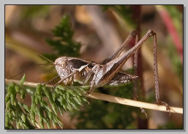 Anacridium aegyptium e???