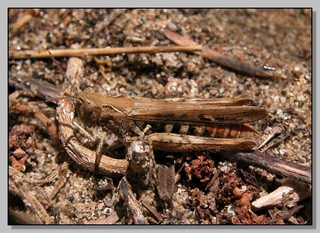 Anacridium aegyptium e???