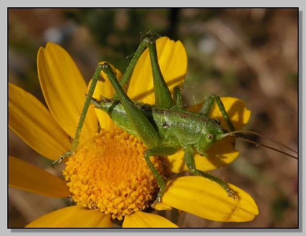 Anacridium aegyptium e???