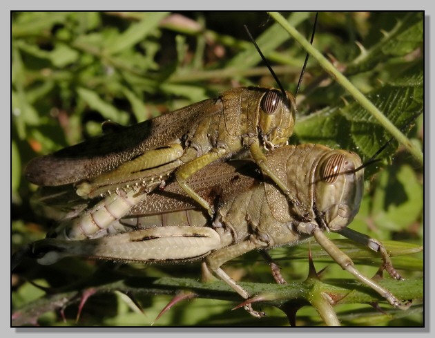 Anacridium aegyptium e???