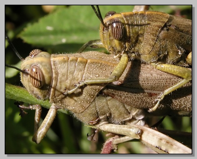 Anacridium aegyptium e???