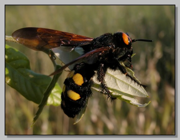 Scolia flavifrons e Anthaxia hungarica