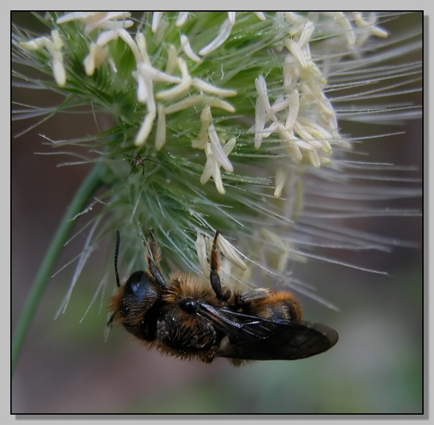 Lacon punctatus, Cetonia aurata