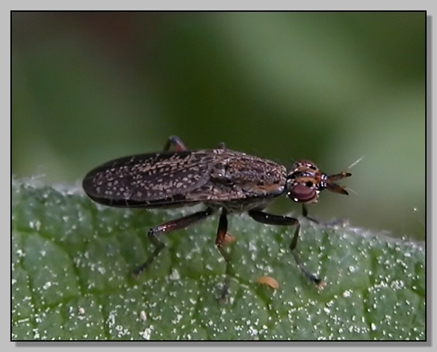 Lacon punctatus, Cetonia aurata