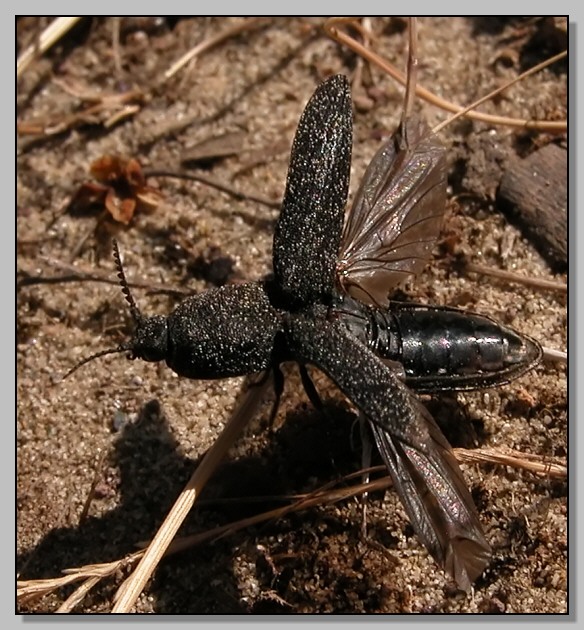 Lacon punctatus, Cetonia aurata