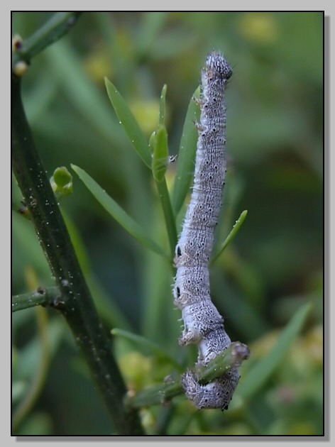 Lacon punctatus, Cetonia aurata