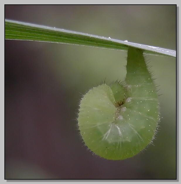 Lacon punctatus, Cetonia aurata