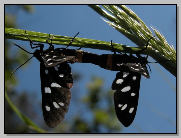 Lacon punctatus, Cetonia aurata