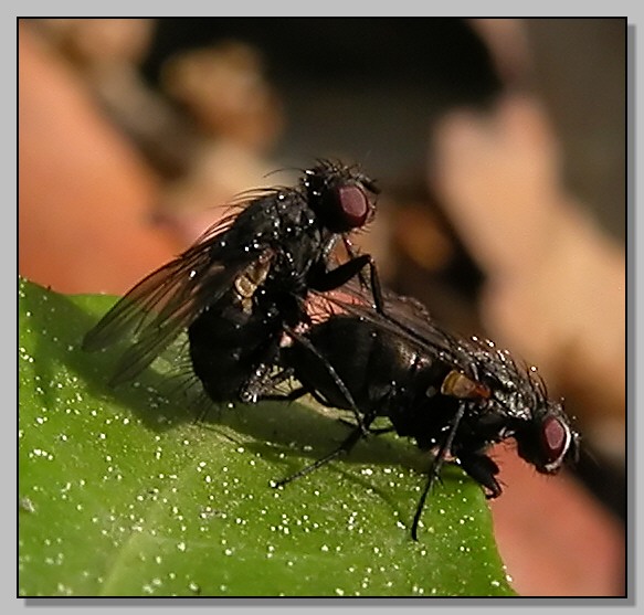 Lacon punctatus, Cetonia aurata