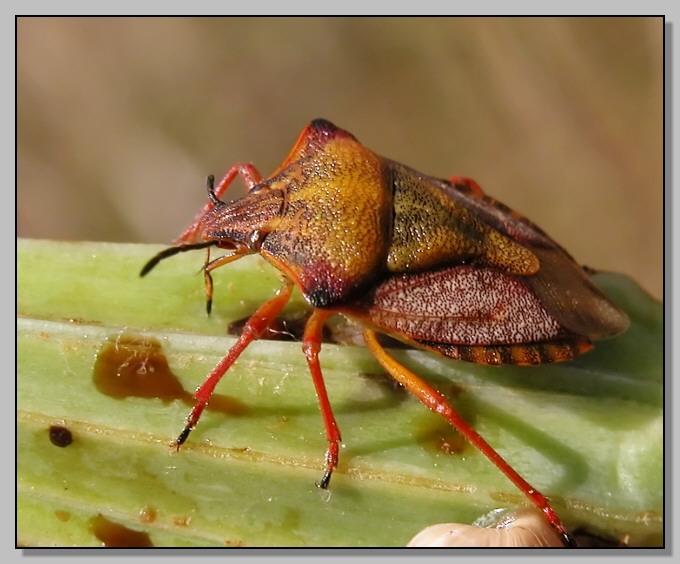 Thyris fenestrella, Aglais io, Chrysolina americana