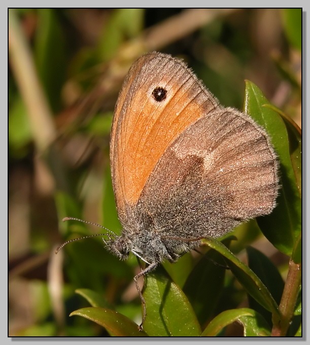 Thyris fenestrella, Aglais io, Chrysolina americana