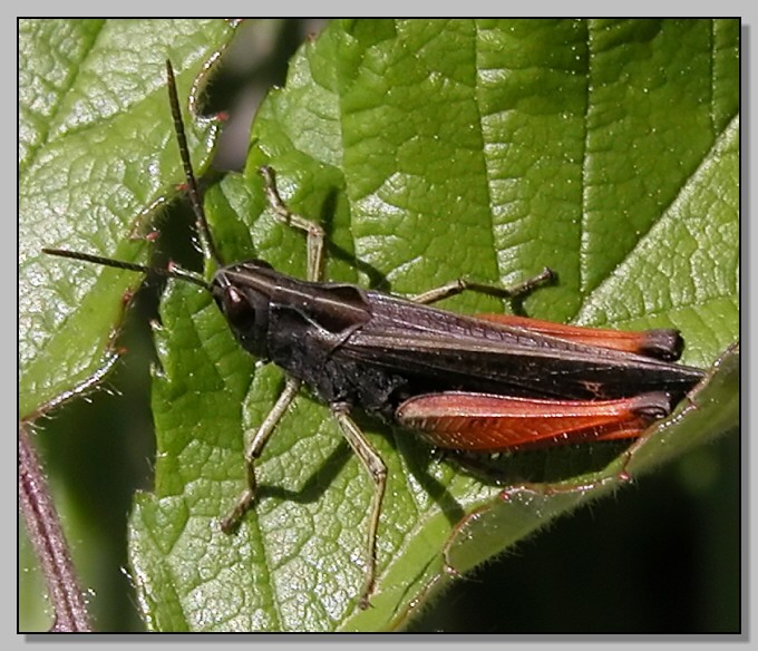 Thyris fenestrella, Aglais io, Chrysolina americana