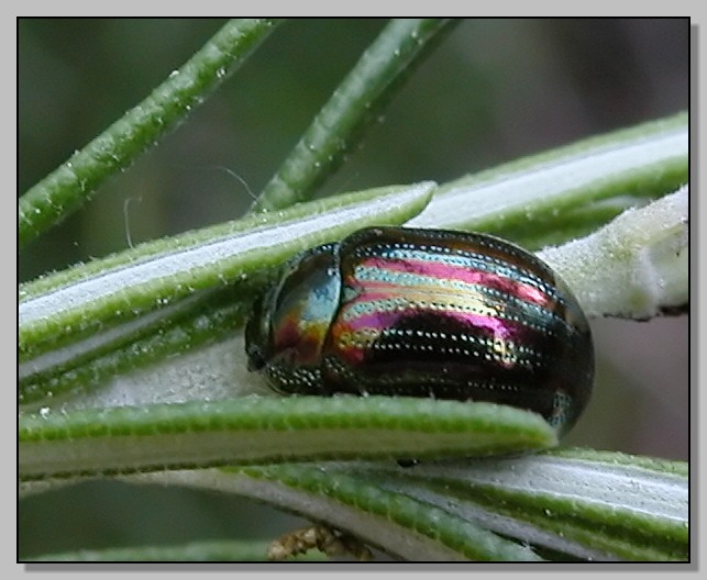 Thyris fenestrella, Aglais io, Chrysolina americana