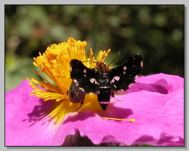 Thyris fenestrella, Aglais io, Chrysolina americana