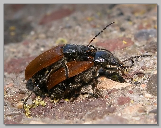 Thyris fenestrella, Aglais io, Chrysolina americana