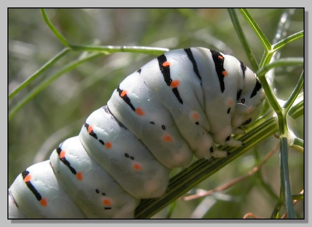 Domenica sotto casa: Papilio machaon