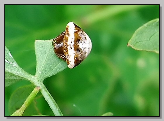 Nuctenea, Cyrtarachne, Araneus in corteggiamento, Cyrtophora