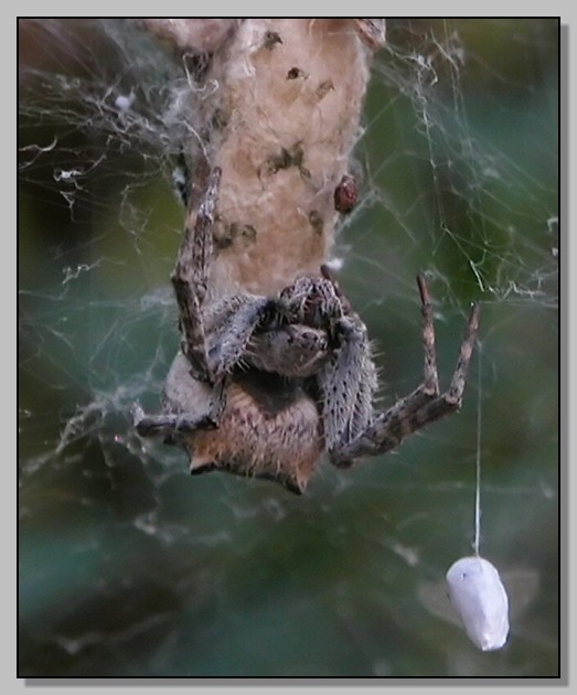 Nuctenea, Cyrtarachne, Araneus in corteggiamento, Cyrtophora