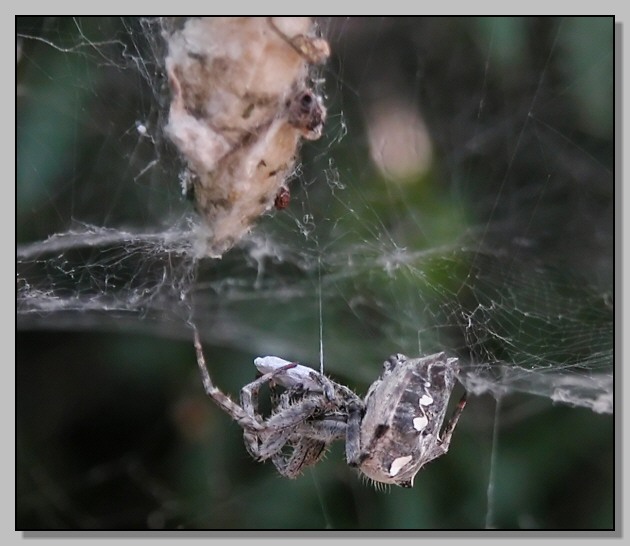 Nuctenea, Cyrtarachne, Araneus in corteggiamento, Cyrtophora