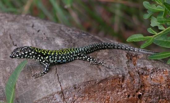 Podarcis muralis