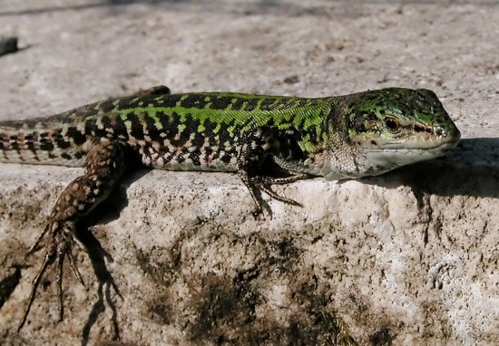 Podarcis muralis