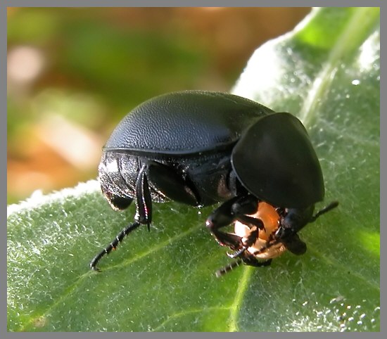 Ablattaria laevigata, Chloromyia formosa, Sarcophaga sp.