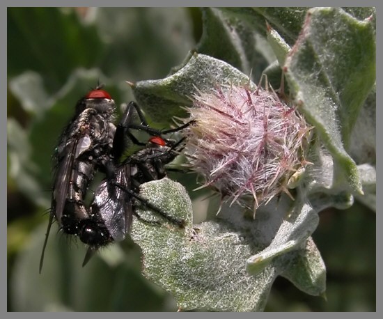 Ablattaria laevigata, Chloromyia formosa, Sarcophaga sp.