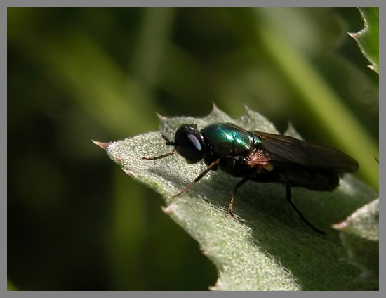 Ablattaria laevigata, Chloromyia formosa, Sarcophaga sp.