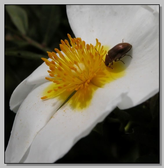 Bombylius minor, Cercopis vulnerata