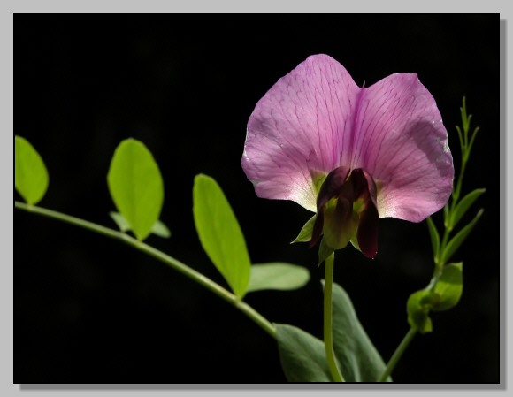 Lathyrus aphaca -Trifolium cfr. cherleri - Orobanche ramosa - Pisum sativum